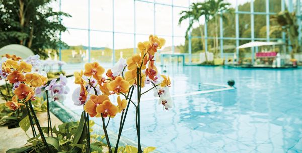 Oasis de palmiers et orchidées